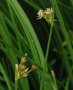 Juncus filiformis