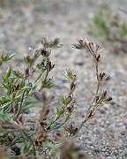 Juncus minutulus