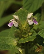 IMG_0960