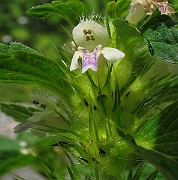 IMG_3558