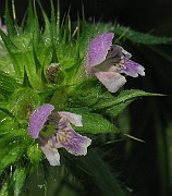 IMG_5561
