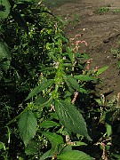 IMG_5572