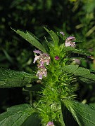 IMG_5574