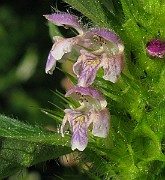 IMG_5574b