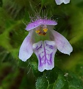 IMG_5800