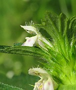 IMG_7217
