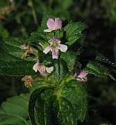 IMG_7968