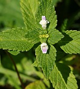 IMG_9803