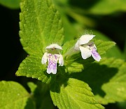 IMG_9804