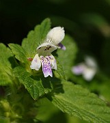 IMG_9807
