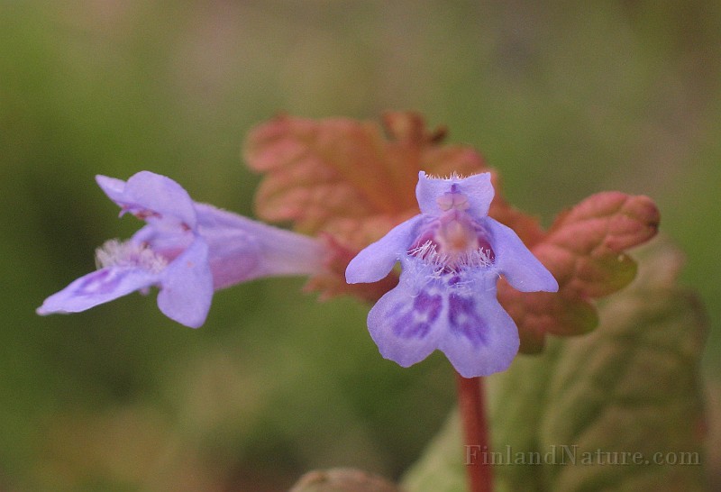 Glechoma_hederaceae2.jpg