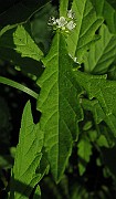 IMG_3457