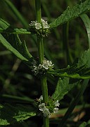 IMG_3462