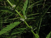 IMG_3465