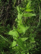 IMG_1655