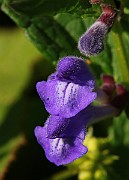 IMG_5835