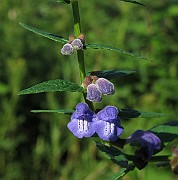 IMG_8740