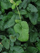 IMG_2974