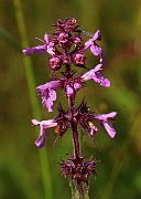 IMG_6499