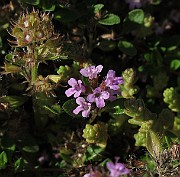 IMG_9036