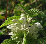 Lamium album