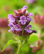 Prunella vulgaris
