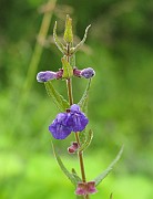 Scutellaria galericulata