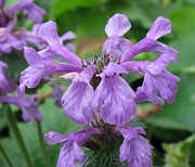 Stachys macrantha