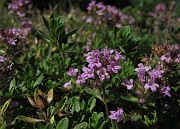 Thymus serpyllum subsp. serpyllum
