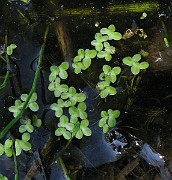 IMG_3831