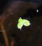 IMG_8799
