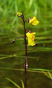 Urticularia vulgaris