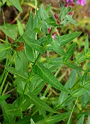 IMG_1943