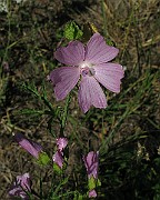 IMG_4748