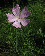 IMG_4758