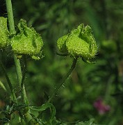 IMG_4761