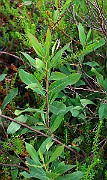 IMG_0531
