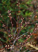 IMG_0679