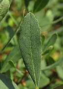 IMG_4715