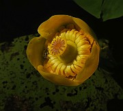 IMG_0039