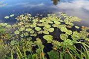 IMG_0961