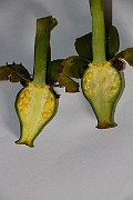 IMG_1037
