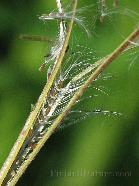 IMG_7656.jpg