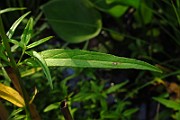 IMG_2794