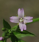 Epilobium adenocaulon
