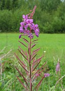 Epilobium angustifolium