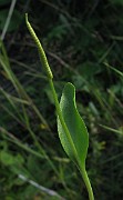 Ophioglossum vulgatum