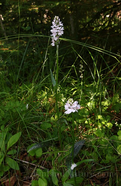 IMG_9904.JPG