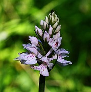 IMG_9902