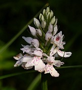 IMG_9914